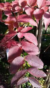 Autumn colours of Japanese Angelica Tree for sale at our London plant nursery, UK