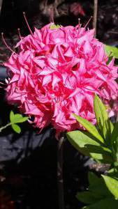 Evergreen azaleas for sale at our London plant centre, buy online UK