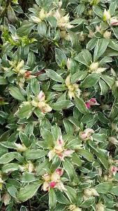 Azalea Japonica Variegated Shrub, Flowering Shrubs, UK