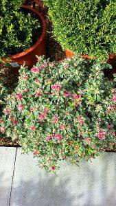 Azalea Japonica Silver Queen, Flowering Shrubs, UK