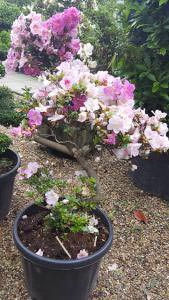 Pink flowering bonsai Azalea Satsuki trees for sale online with UK delivery