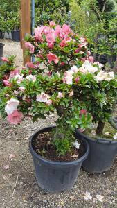 Satsuki Azalea reddish pink flowering for sale online, buy UK delivery