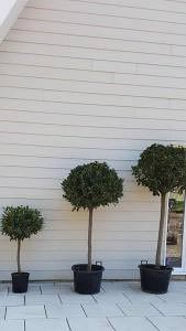 Bay Topiary Sizes to buy online UK delivery