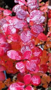 Berberis Thunbergii orange rocket shrubs for sale online UK delivery