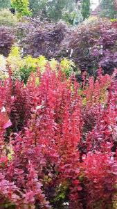 Berberis Thunbergii Orange Rocket  - stunning autumn colour