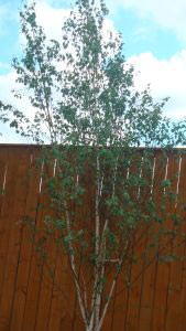 Betula Jacquemontii, Multistem Tree, for sale London & UK. 