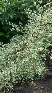 Betula Nigra Shiloh Splash, variegated Birch trees for sale online at our London plant centre, UK nationwide delivery.