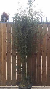 Bissets Bamboo, very cold hardy and fast growing. Buy from our London plant centre, UK delivery