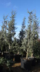 Blue Atlas Cedar Trees or Cedrus Atlantica Glauca