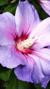 Late Summer flowering shrubs, Blue Hibiscus, buy online UK