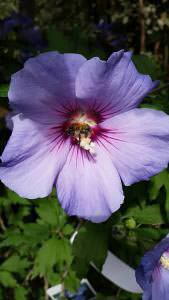 Blue Hibiscus flowering at our London garden centre, buy online with UK delivery