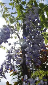Wisteria Sinensis, climbing shrub for sale online UK delivery