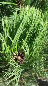 Bosnian Pine trees for sale at our UK plant centre