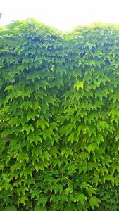 Boston Ivy Climber - lush green leaves clothing a wall. Buy Boston Ivy climber online UK