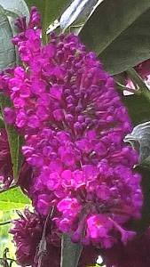 Buddleja Davidii Royal Red, RHS AGM, buy online UK