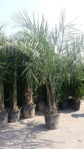 Butia Capitata, the Pindo Palm, for sale online