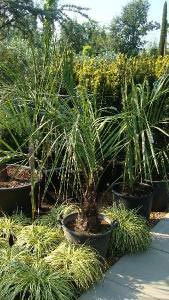 Butia Capitata on special offer buy online UK deliverty