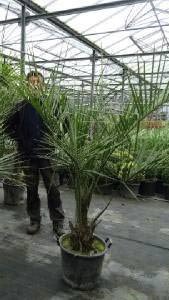 Butia Capitata, Hardy Palms, Buy Online UK