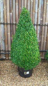 Extra Large Buxus Pyramid Topiary avaiable at Paramount Plants and Gardens. We also sell online.  