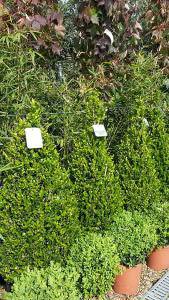 Buxus cones or pyramids, box topiary for sale UK