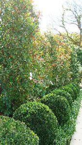 Buxus Globes for sale online, UK