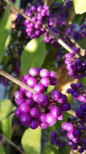 Callicarpa Berries in autumn, buy online UK delivery