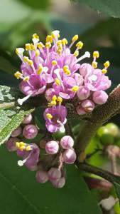 Callicarpa Profusion flowering - also known as beauty berry. Buy this plant from Paramount UK delivery