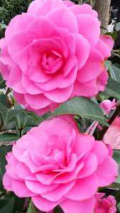 Camellia Japonica Debbie a beautiful pink flowering variety to buy online UK.