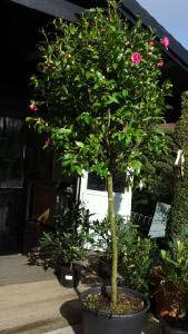 Camellia Japonica Debbie, Three Quarter Standard Tree, UK