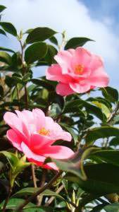 Camellia Japonica Elegans for sale online with UK delivery