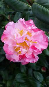 Paramount Plants - Camellia specialist nursery in London selling Camellias online.
