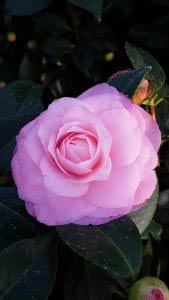 Camellia Japonica Nuccios Pearl, pink double flowers. Buy online, UK nationwide delivery
