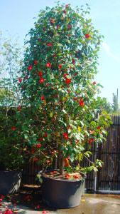 Camellia Japonica, Evergreen Shrubs, London UK. Paramount is now also selling online with deliveries throughout the UK.