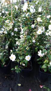 White profuse flowers of Camellia Japonica Triphosa - buy online UK