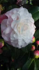 Camellia Japonica Nuccios Pearl, pale pink flowering Camellia for sale online at our London garden centre, UK