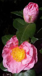 Pink flowering, large blooms on Camellia Reticulata California for sale UK