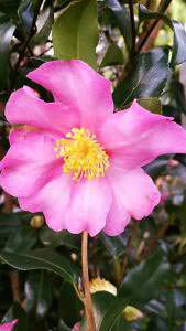 Pink camellia sasanqua shrubs, autumn flowering, for sale UK
