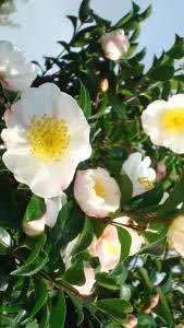 Camellia Sasanqua, White Cleopatra variety Winter Flowering for sale UK