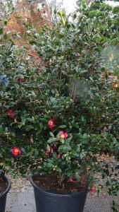 Bushy Camellia Sasanqua deep red variety for sale online UK