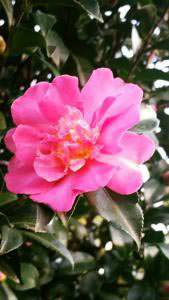 Autumn flowering Camellia Sparkling Burgundy, for sale at our London plant centre, UK delivery