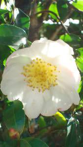Camellia Sasanqua White winter flowering evergreen shrub, buy online UK