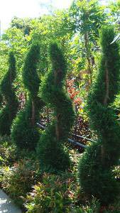 Castlewellan Spiral topiary trees for sale in London UK