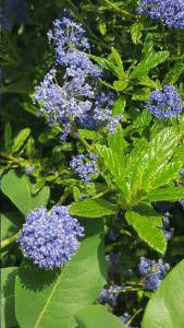 Ceanothus Concha blue flowers and evergreen foliage. For sale online UK delivery.