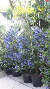 Blue flowering evergreen shrub, Ceanothus shrubs for sale online UK