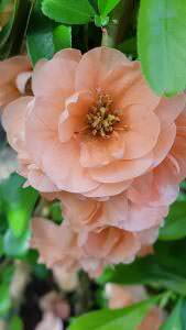 Japanese Quince - Chaenomeles Superba Cameo - beautiful deciduous shrub with peach coloured flowers in Spring, Buy UK