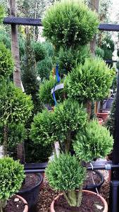 Elwoods Gold, False Cypress trees for sale at our London plant centre, UK