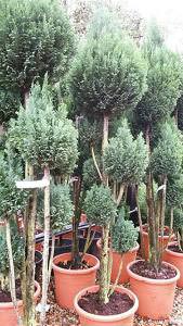 Elwoods Lawson Cypress pom pom topiary tree, for sale online from London plant centre, UK