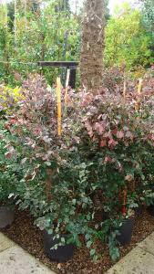 Loropetalum Flowers, Buy Online, UK