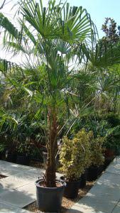 Trachycarpus Fortunei, Chusan Palm Tree, Buy Online