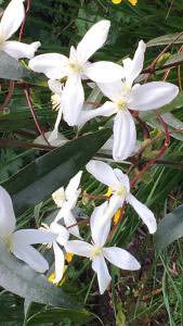 Clematis Armandii the only true Evergreen Clematis, buy online UK delivery